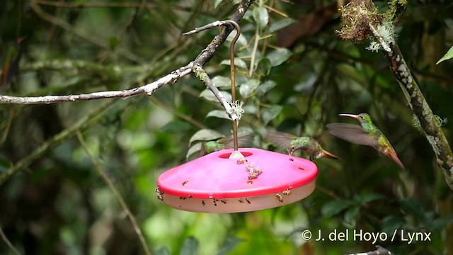 kolibřík rezavoocasý [skupina tzacatl] - ML201415911