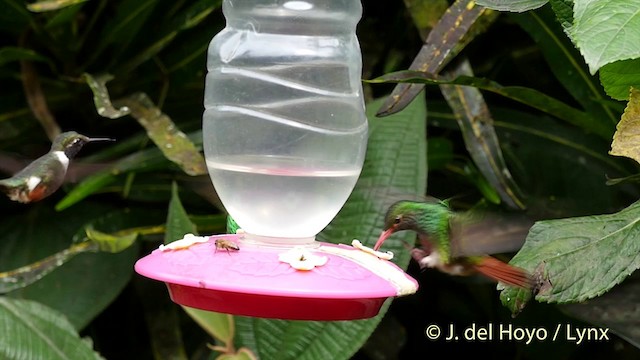 Rufous-tailed Hummingbird (Rufous-tailed) - ML201415941