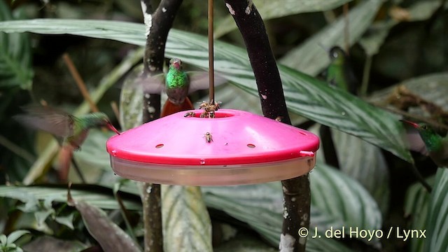 Rufous-tailed Hummingbird (Rufous-tailed) - ML201415951
