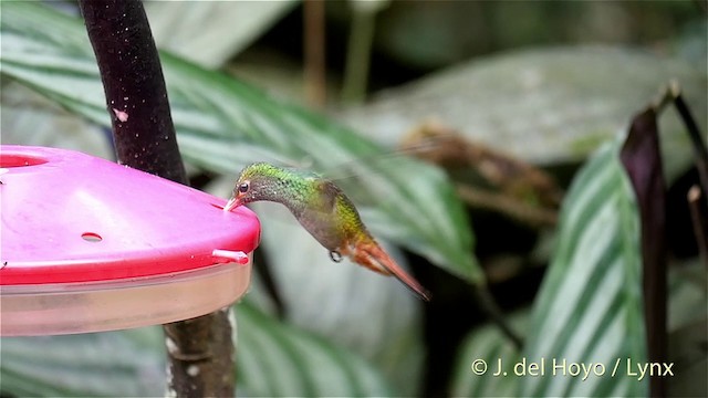 kolibřík rezavoocasý [skupina tzacatl] - ML201415961