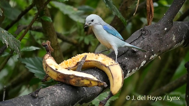Blue-gray Tanager (Blue-gray) - ML201416101