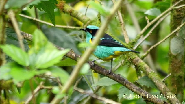 Black-faced Dacnis (Yellow-tufted) - ML201416191