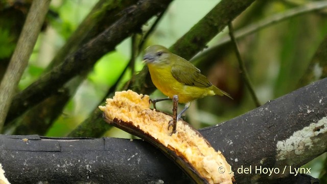 Thick-billed Euphonia (Thick-billed) - ML201416201