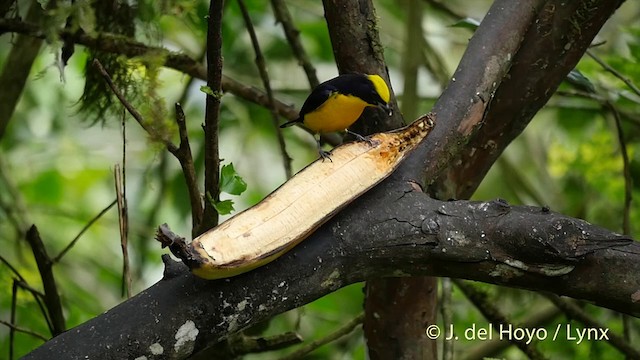 Thick-billed Euphonia (Thick-billed) - ML201416211