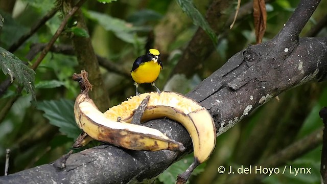 Thick-billed Euphonia (Thick-billed) - ML201416221