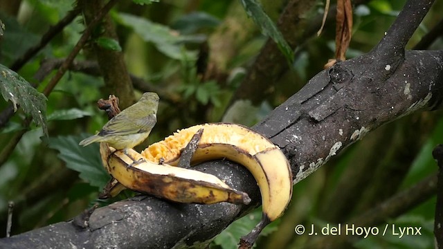 Thick-billed Euphonia (Thick-billed) - ML201416231