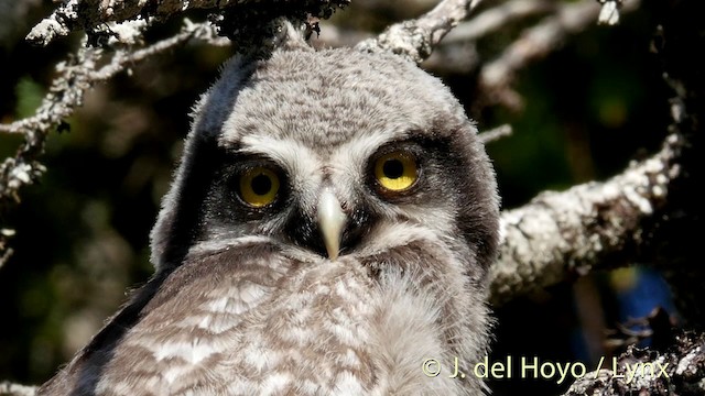Northern Hawk Owl (Eurasian) - ML201416301
