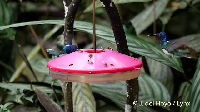 kolibřík bělokrký - ML201416331