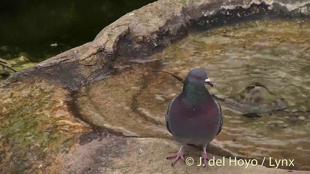 Rock Pigeon (Feral Pigeon) - ML201416911