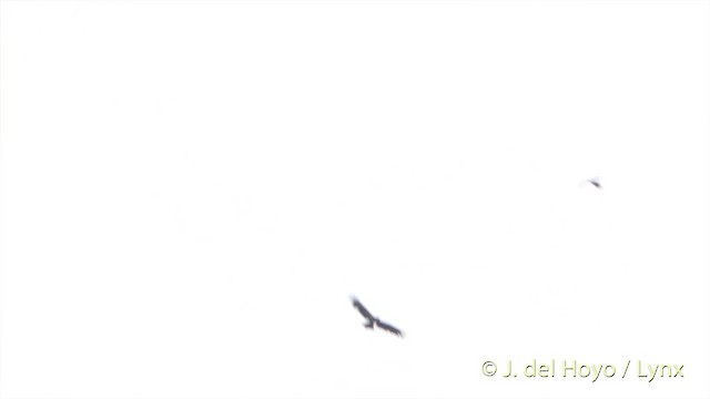 Spotted Harrier - ML201417001