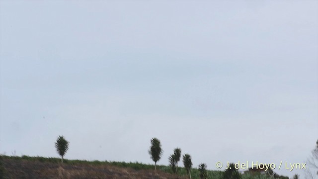 シロハラアナツバメ - ML201417011