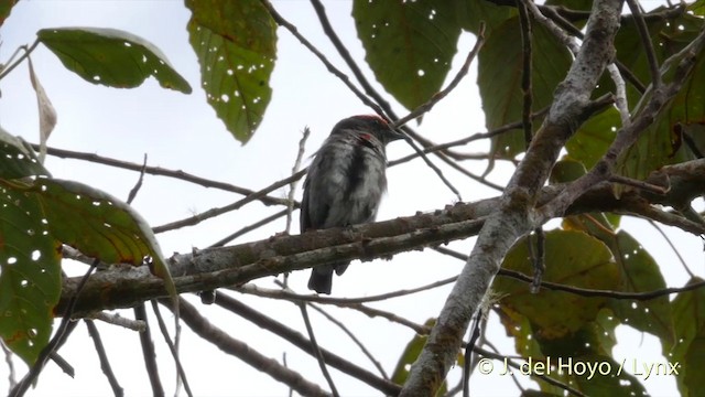 Crimson-crowned Flowerpecker - ML201417071