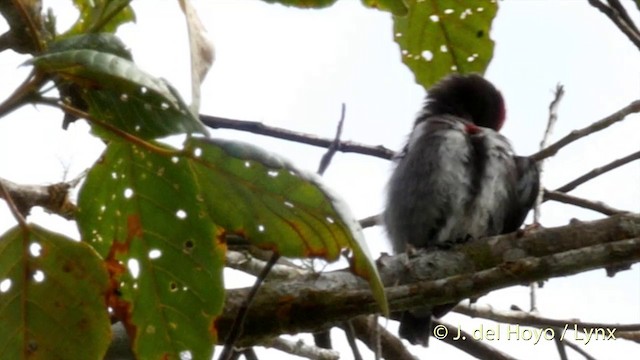 Crimson-crowned Flowerpecker - ML201417081