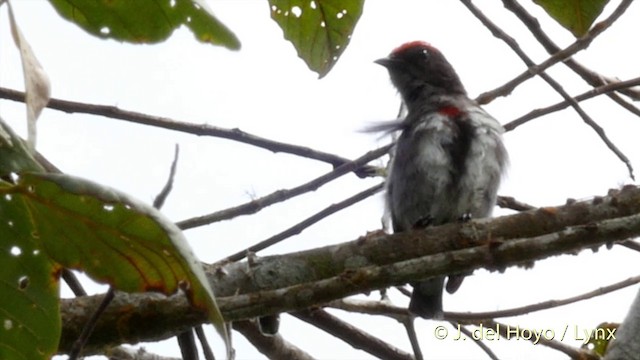 Crimson-crowned Flowerpecker - ML201417091