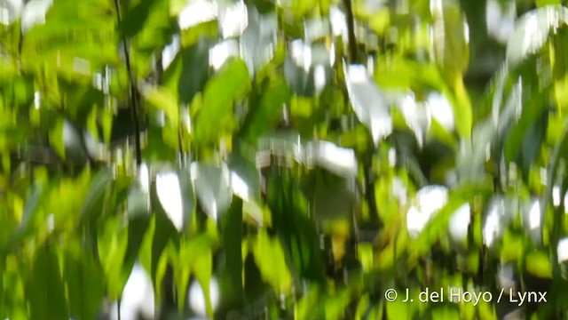 Black-crowned White-eye - ML201417181