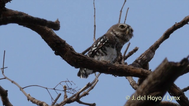 Forest Owlet - ML201417261