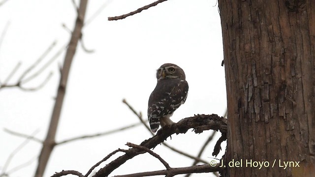 Forest Owlet - ML201417281