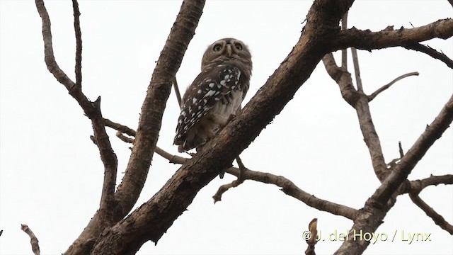 Forest Owlet - ML201417291
