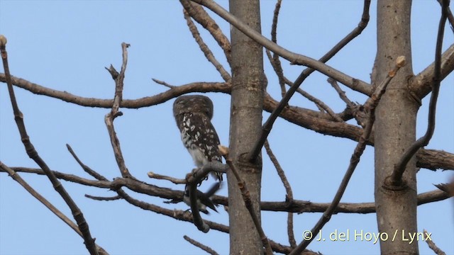 Forest Owlet - ML201417301