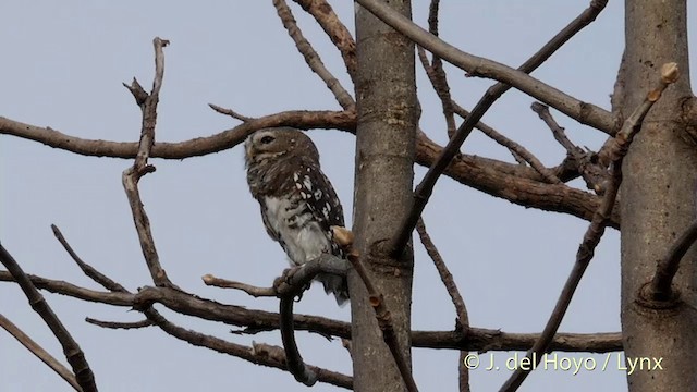 Forest Owlet - ML201417311