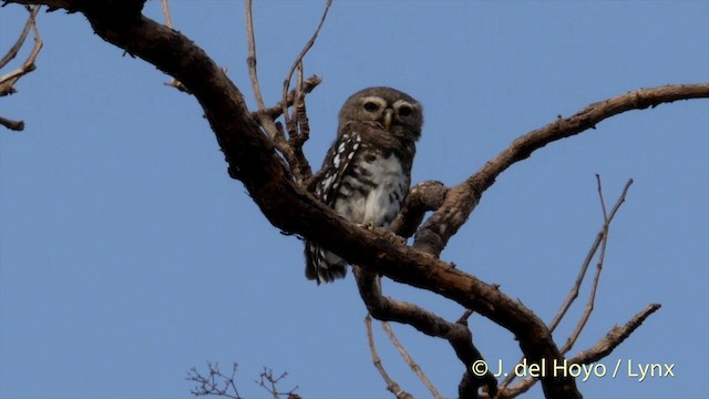 Forest Owlet - ML201417321