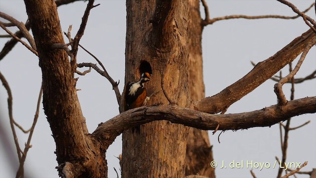 White-naped Woodpecker - ML201417351