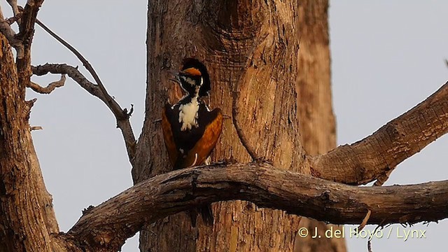 White-naped Woodpecker - ML201417361