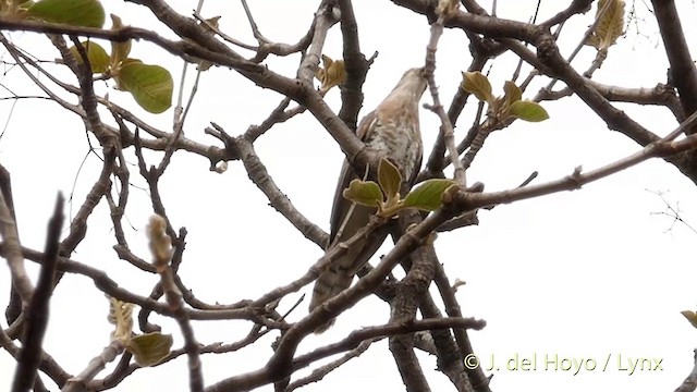 Common Hawk-Cuckoo - ML201417391