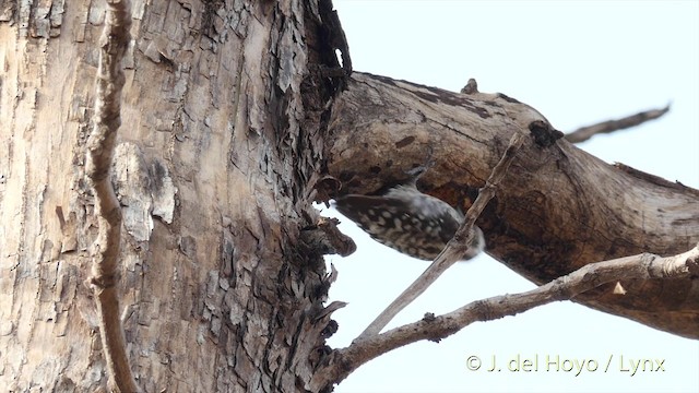Brown-capped Pygmy Woodpecker - ML201417401