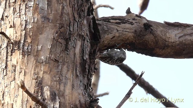 Brown-capped Pygmy Woodpecker - ML201417411