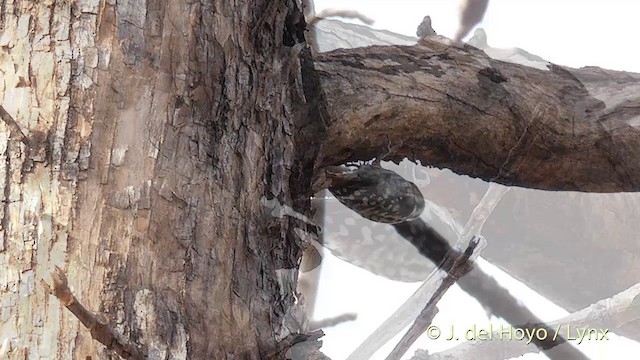 Brown-capped Pygmy Woodpecker - ML201417421
