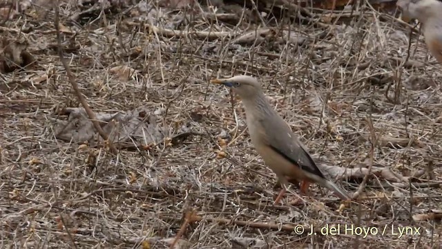 Chestnut-tailed Starling - ML201417471