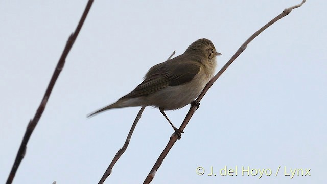  - Willow Warbler