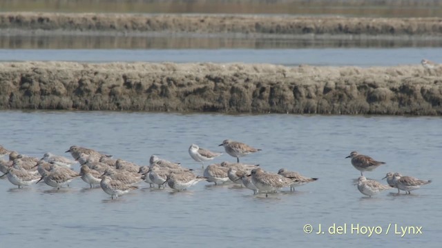 Great Knot - ML201418131