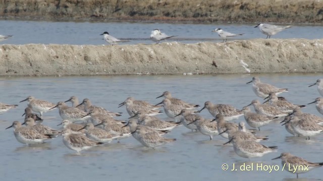 Great Knot - ML201418141