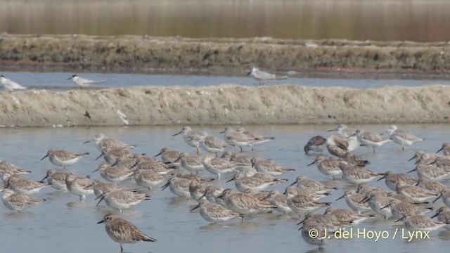 Great Knot - ML201418151