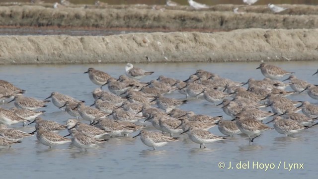 Great Knot - ML201418171