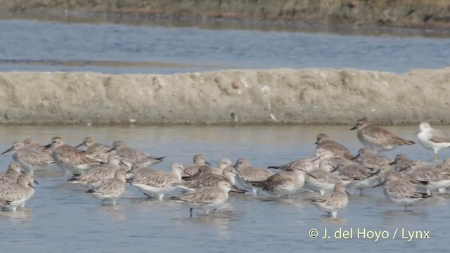 Great Knot - ML201418181