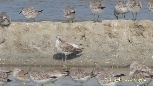 Great Knot - ML201418191
