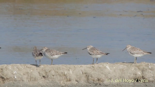 Great Knot - ML201418201