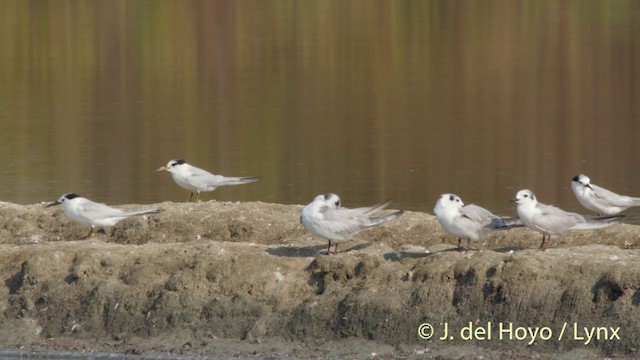 White-winged Tern - ML201418241