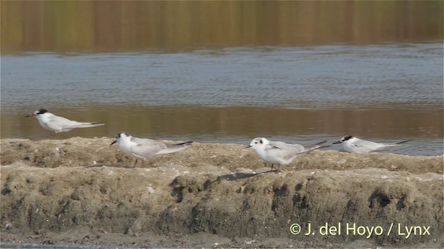 White-winged Tern - ML201418251