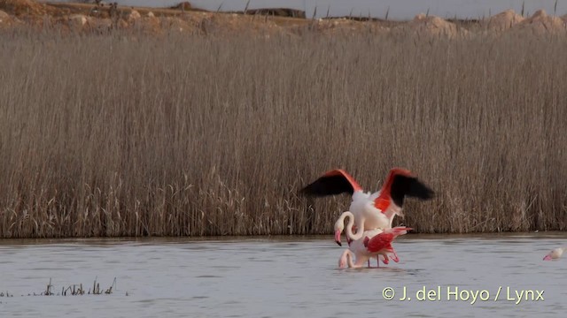 Greater Flamingo - ML201418501