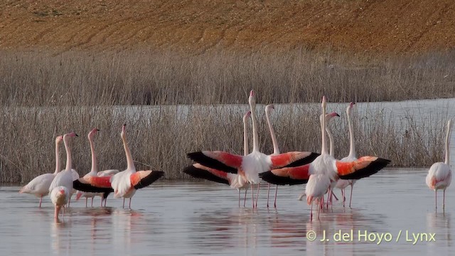 Greater Flamingo - ML201418521
