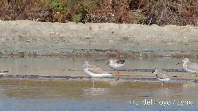 Spotted Redshank - ML201418611