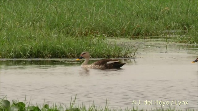 Indian Spot-billed Duck - ML201419511