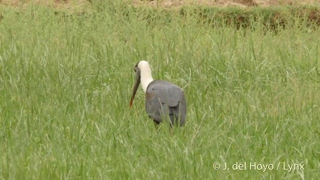 Asian Woolly-necked Stork - ML201419601