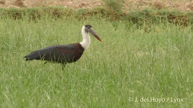 Asian Woolly-necked Stork - ML201419611