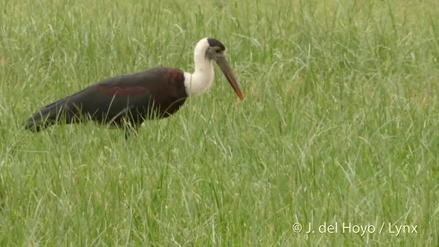 Asian Woolly-necked Stork - ML201419621