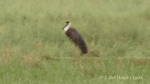Asian Woolly-necked Stork - ML201419631
